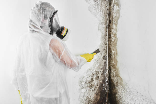 Best Basement Mold Remediation in Carrollton, TX