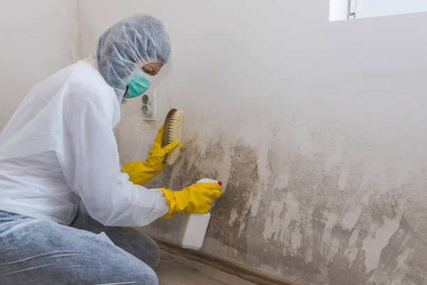 Best Industrial Mold Remediation in Carrollton, TX