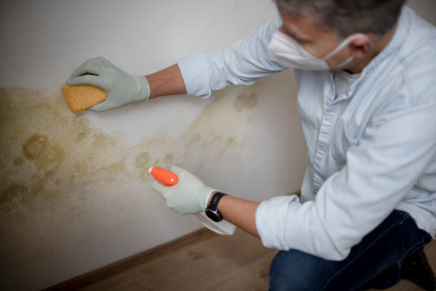 Best Health and Safety Mold Remediation in Carrollton, TX