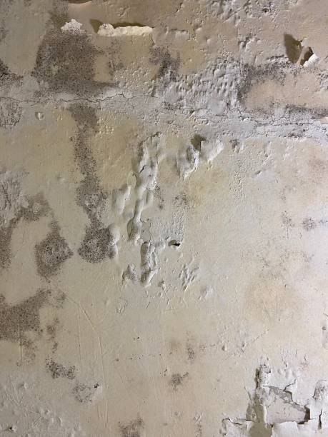 Best Commercial Mold Remediation in Carrollton, TX